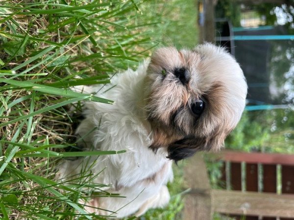 Shih-tzu