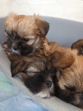 Lhasa apso