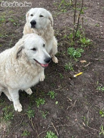 Kuvasz fajta jellegű kiskutyák