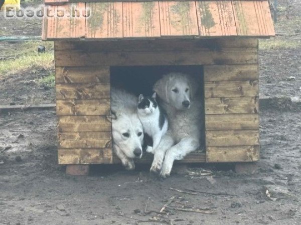 Kuvasz fajta jellegű kiskutyák