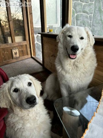Kuvasz fajta jellegű kiskutyák