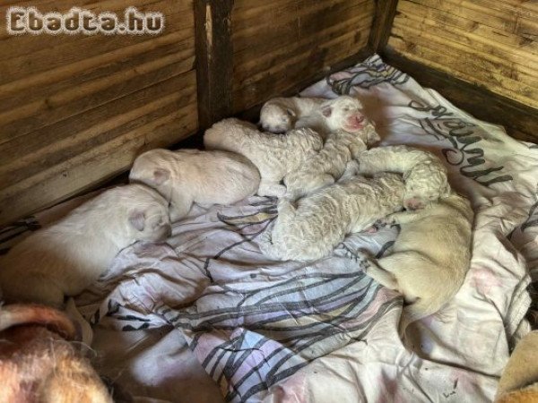 Kuvasz fajta jellegű kiskutyák