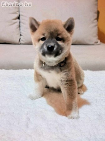 Shiba-inu kiskutya eladó