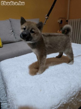 Shiba-inu kiskutya eladó