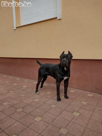 Cane Corso kan kutya eladó