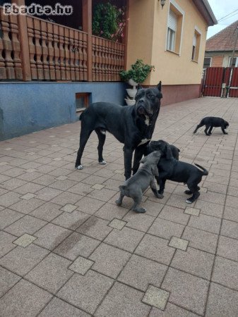 Cane Corso kan kutya eladó