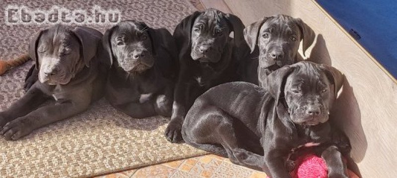 Törzskönyvezett Cane Corso kiskutyák eladók