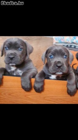 Törzskönyvezett Cane Corso kiskutyák eladók