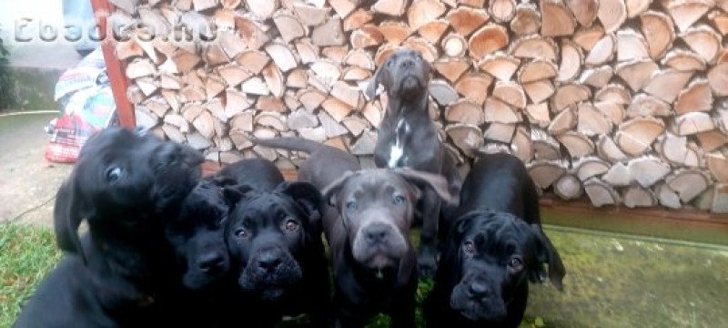 Törzskönyvezett Cane Corso kiskutyák eladók