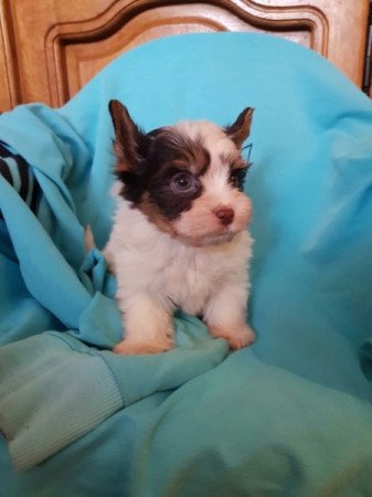 Yorkshire terrier biewer MINI