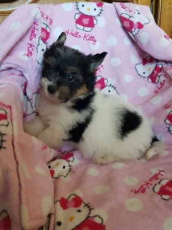 Yorkshire terrier biewer MINI