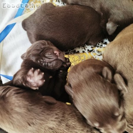 Labrador retriever kiskutyák ingyen örökbefogaható