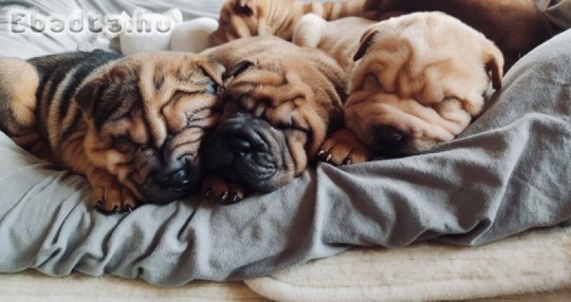 Shar pei