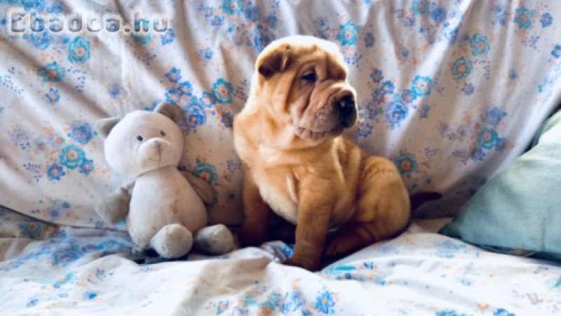 Shar pei