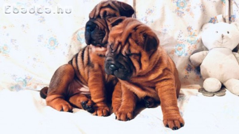 Shar pei