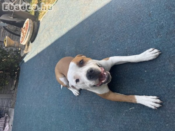 Amerikai staffordshire