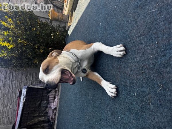 Amerikai staffordshire