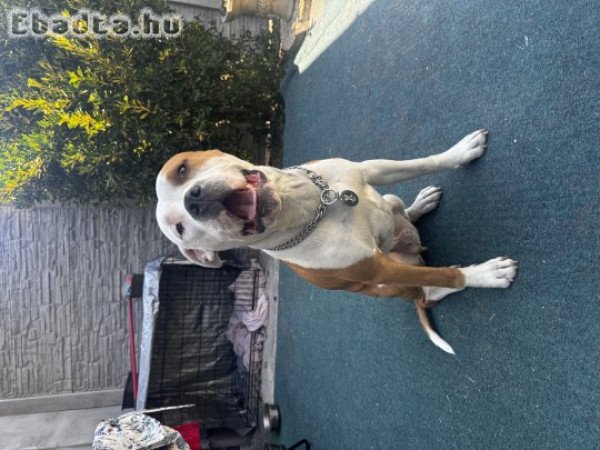 Amerikai staffordshire