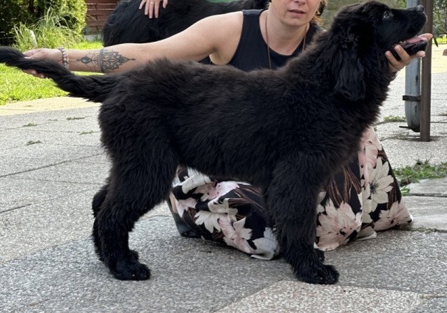 Újfundlandi kislány