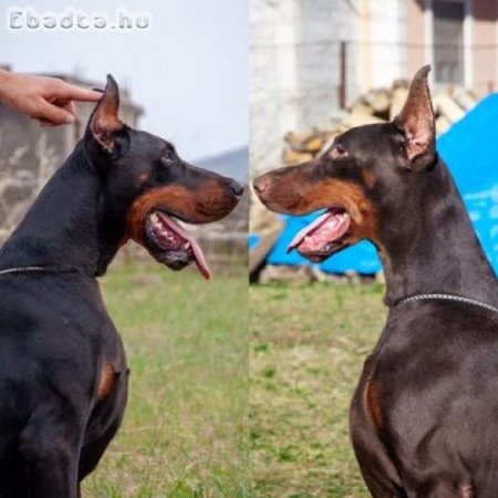 FCI Doberman kölykök, kikötve