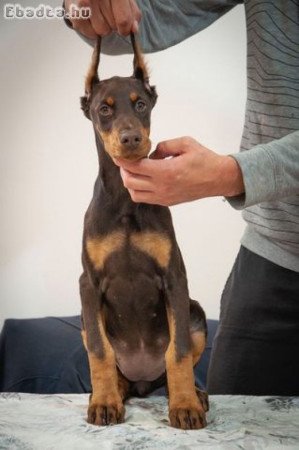 FCI Doberman kölykök, kikötve