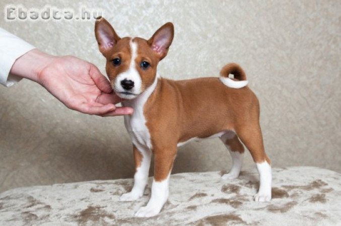 Basenji kölykök