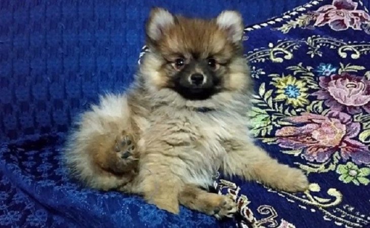 pomerániai törpe spitz