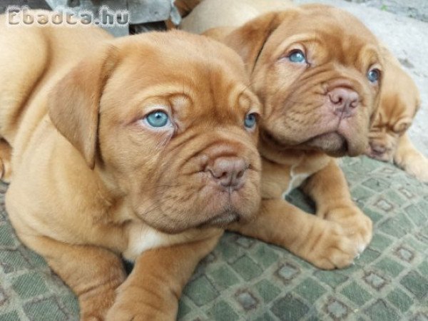 Dogue De Bordeaux kölykök