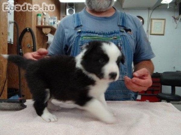 Border collie kölykök