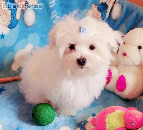 Gyönyörűszép  Bichon Havanese kiskutyák eladók