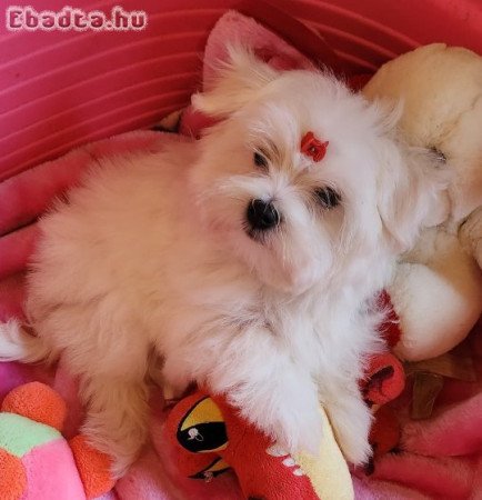Gyönyörűszép  Bichon Havanese kiskutyák eladók