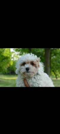 Máltai+uszkár maltipoo maltese+pudel