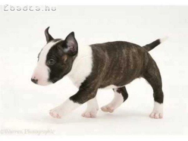 Bullterrier kölykök