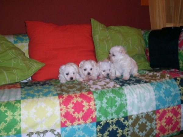 bichon havanese