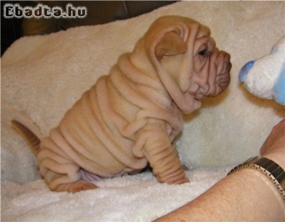 Shar Pei kölykök