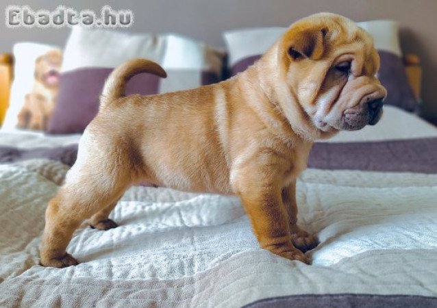 Shar pei kölykök