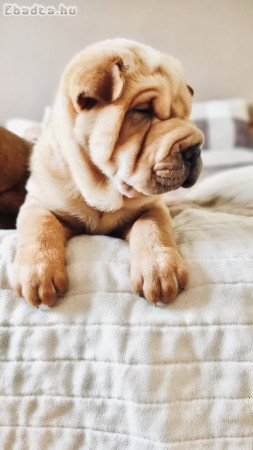 Shar pei kölykök