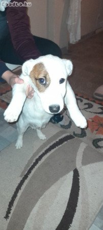 Jack Russell