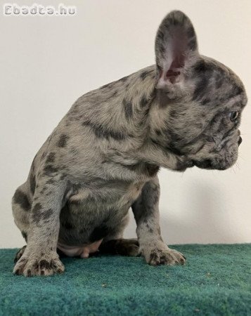 Kék merle francia bulldog kisfiú eladó