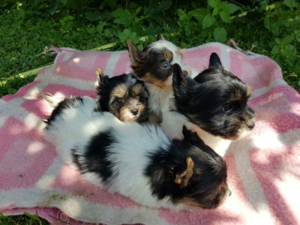 Yorkshire terrier biewer MINI