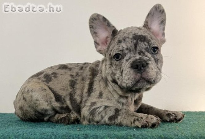 Kék merle francia bulldog kisfiú eladó