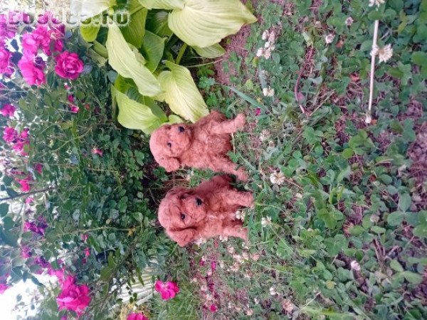 Törpe uszkár kiskutyák