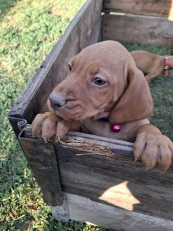Magyar vizsla