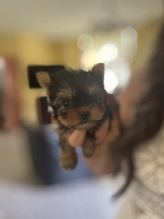 Yorkshire terrier