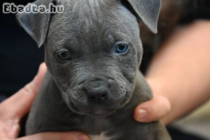 Amerikai Staffordshire Terrier