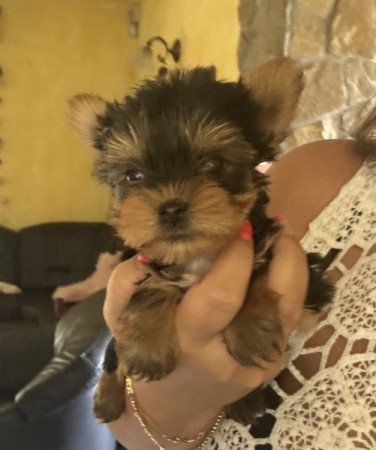 Yorkshire terrier