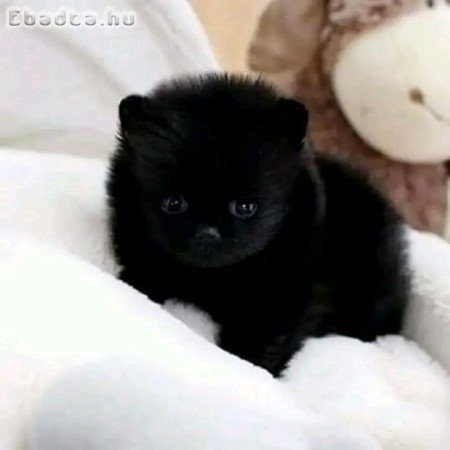 Pomerániai kölykök