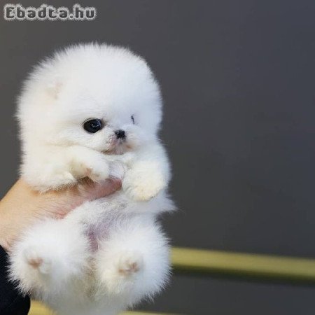 Pomerániai kölykök