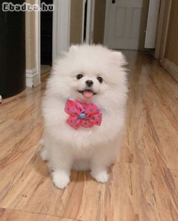 Pomerániai kölykök