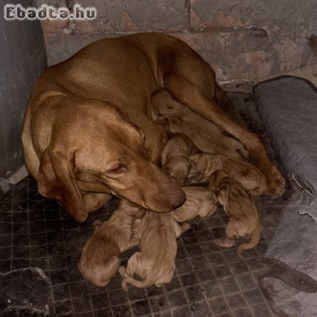Eladó Fajta tiszta Magyar Vizsla kölykök